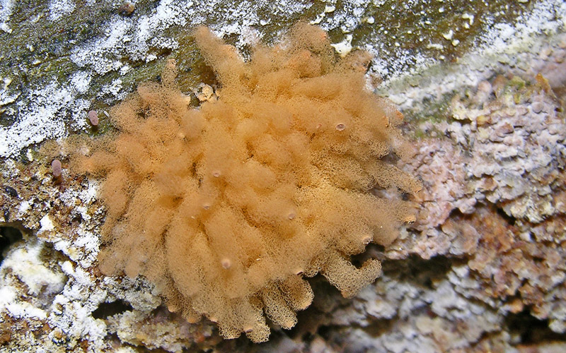 Arcyria obvelata.